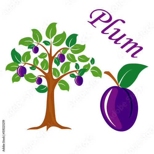 Plum tree vector illustration. Plum fruit.