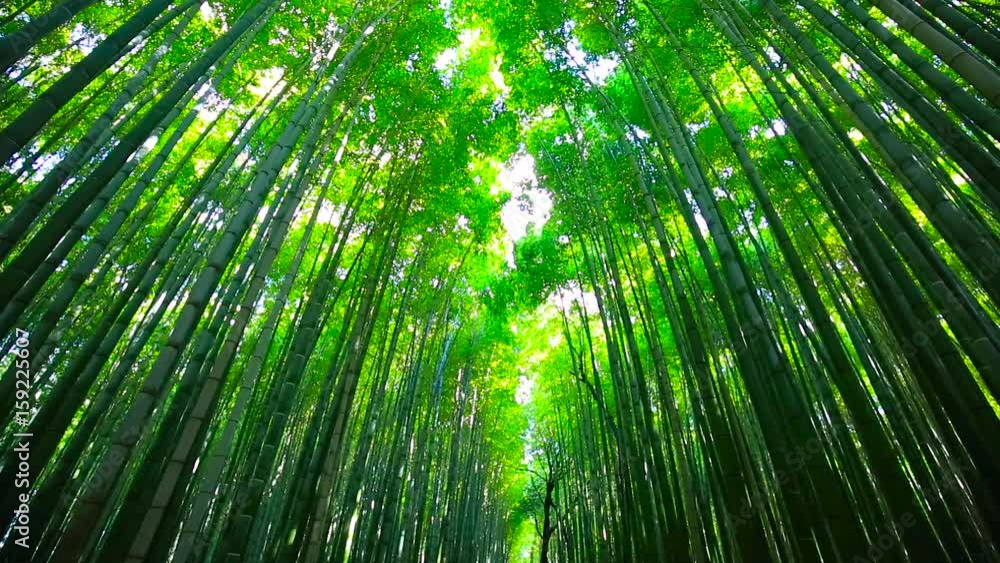 Bamboo forest of Arashiyama near Kyoto, Japan Bamboo forest of Arashiyama near Kyoto, Japan