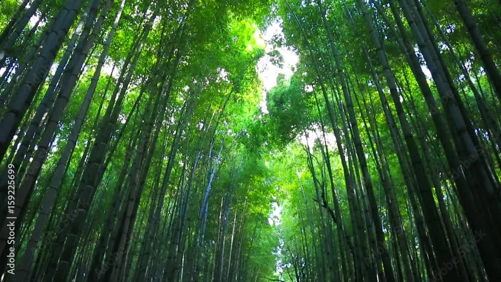 Bamboo forest of Arashiyama near Kyoto, Japan Bamboo forest of Arashiyama near Kyoto, Japan