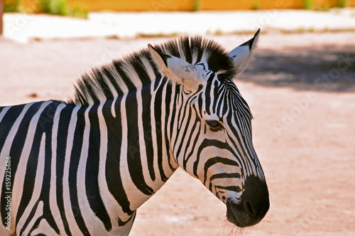 zebra with black and white striped coats