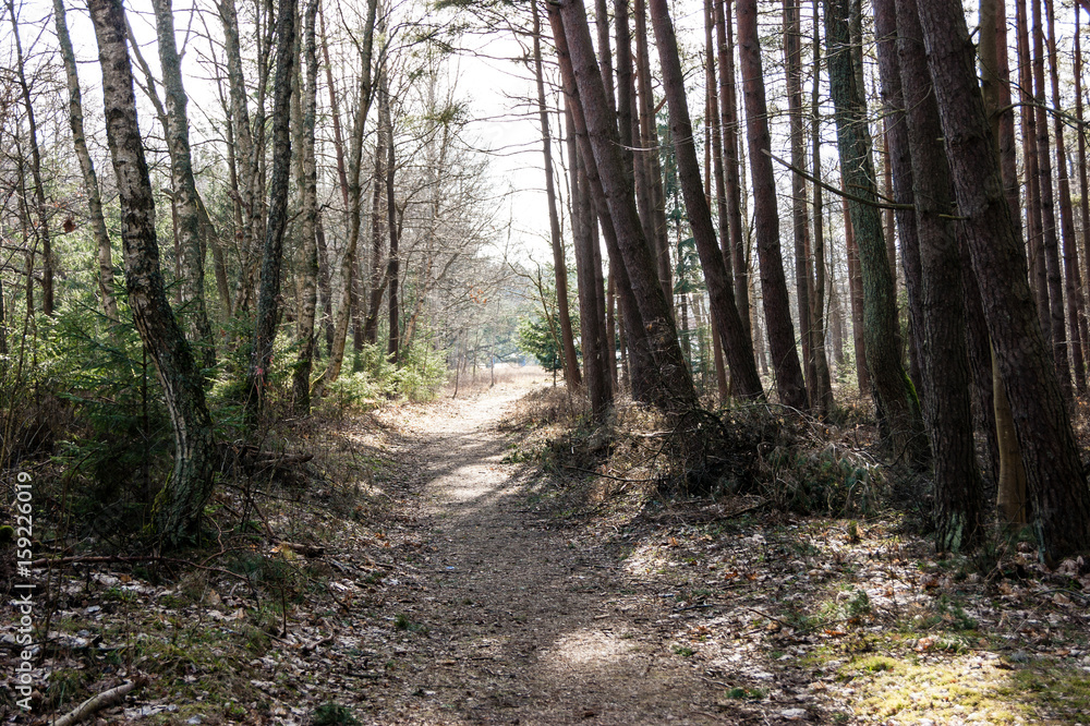 Fototapeta premium SONY DSC