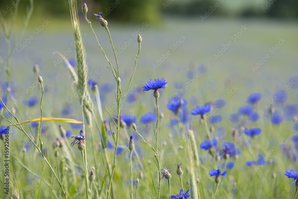 Obraz premium cornflower