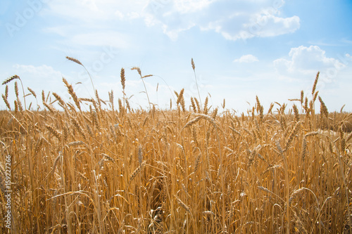 Gold wheat field