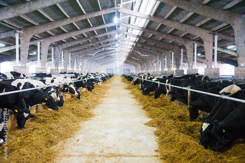 Cows in a farm. Dairy cows photo