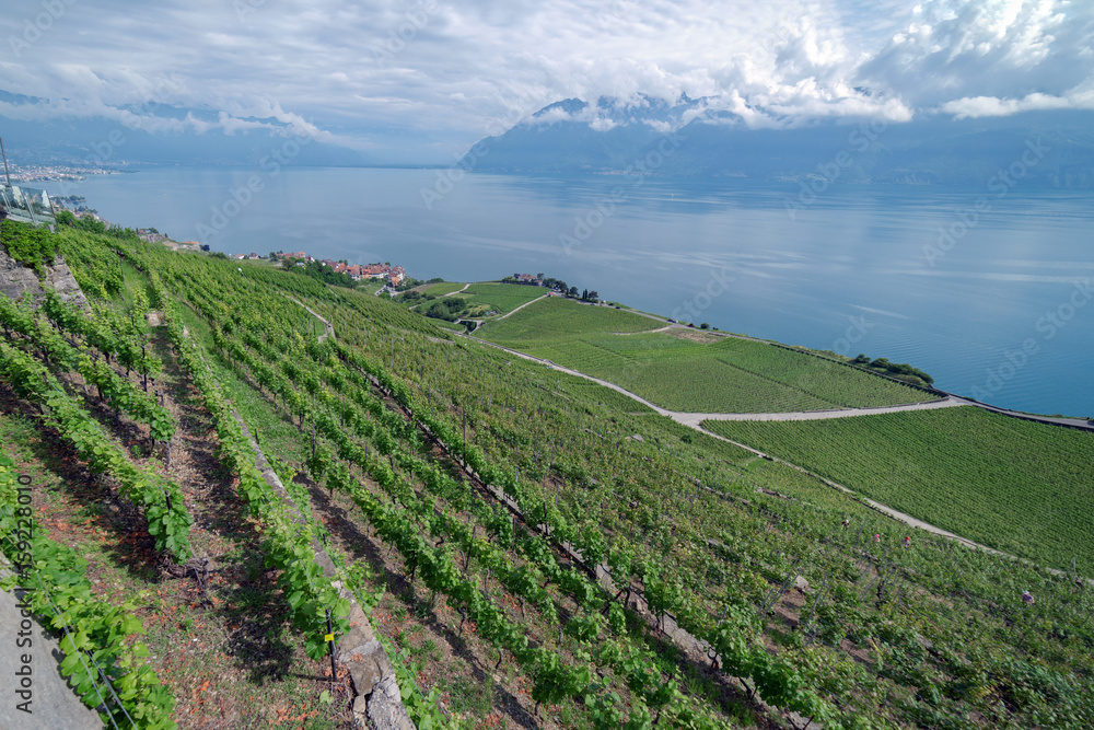 The UNESCO protected Vinyards of Lavaux on the banks of Lake Leman in Switzerland