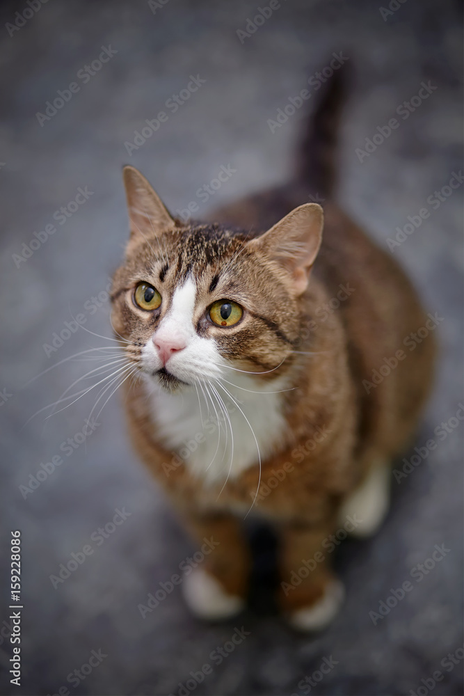 Striped cat photographed from above