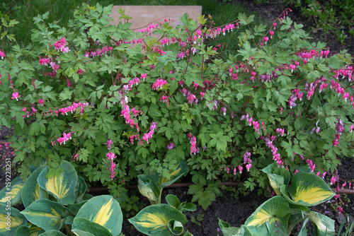 Bleeding heart flower (Dicentra Spectabils)