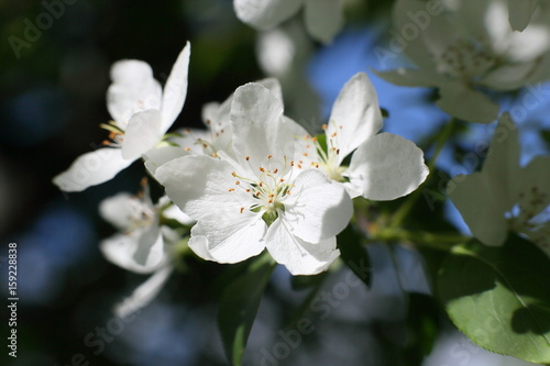 Flowers of apple trees close-up