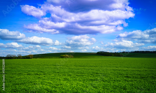 green field and trees on the background. Summer landscape with green gras at sunny day.