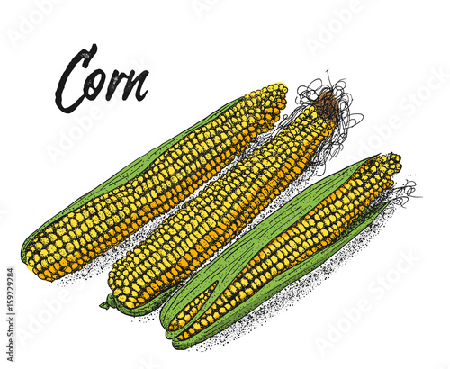 Corn, Maize or zea mays, vintage sketch. Colorful illustration with corn on a white background. Illustration, vector, isolated.