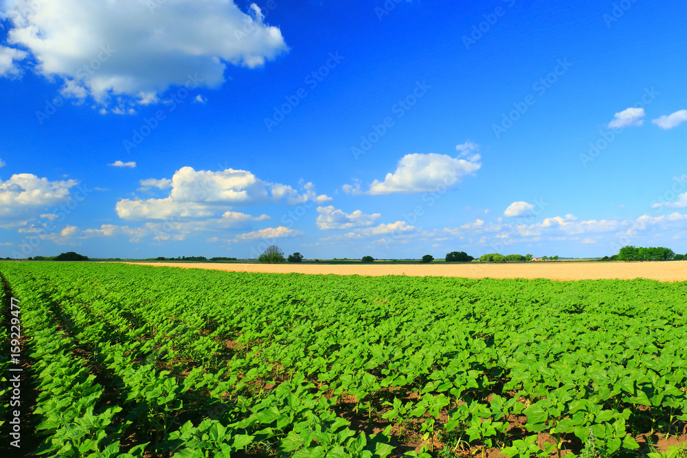 Field of young green sunflower Field of young green sunflower