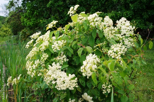 Arrowwood