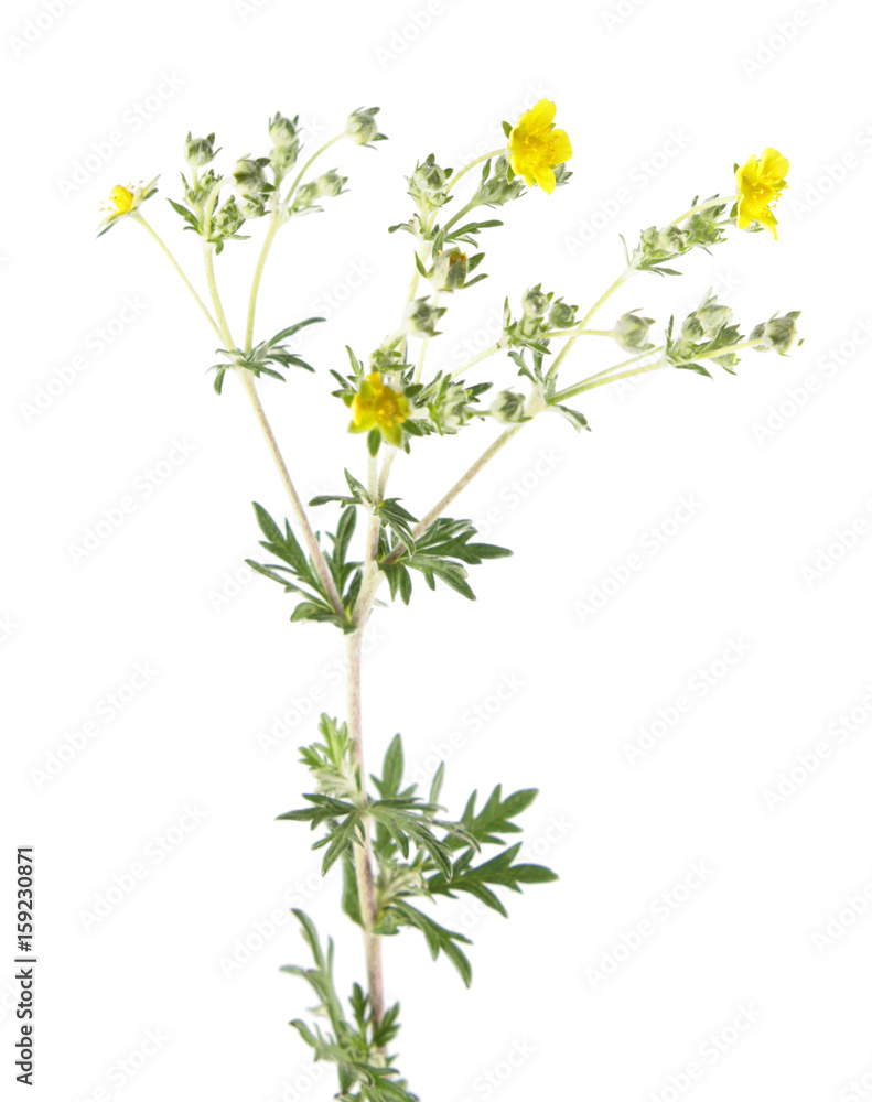Hoary cinquefoil (Potentilla argentea) isolated on white background. Medicinal plant - obrazy, fototapety, plakaty 