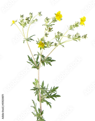 Hoary cinquefoil (Potentilla argentea) isolated on white background. Medicinal plant photo