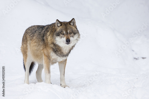 Gray wolf in winter