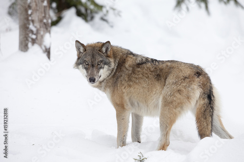 Gray wolf in winter