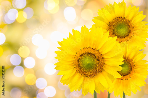 Sunflowers on yellow background