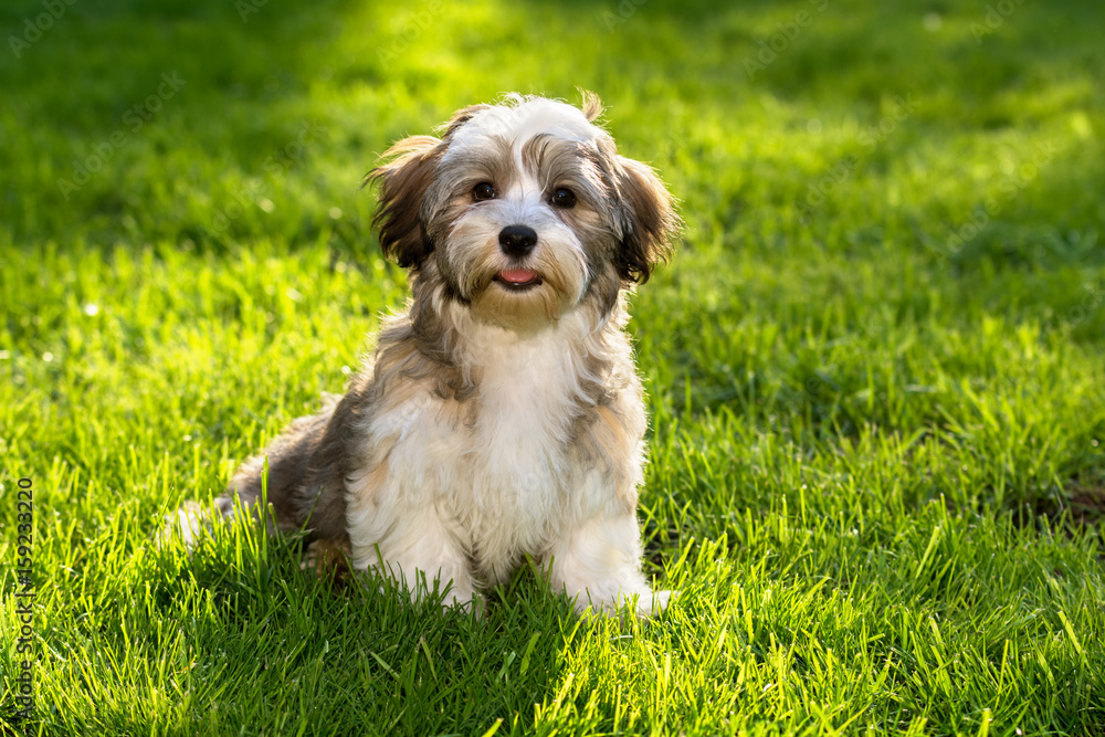 Happy little havanese puppy dog sitting in the grass