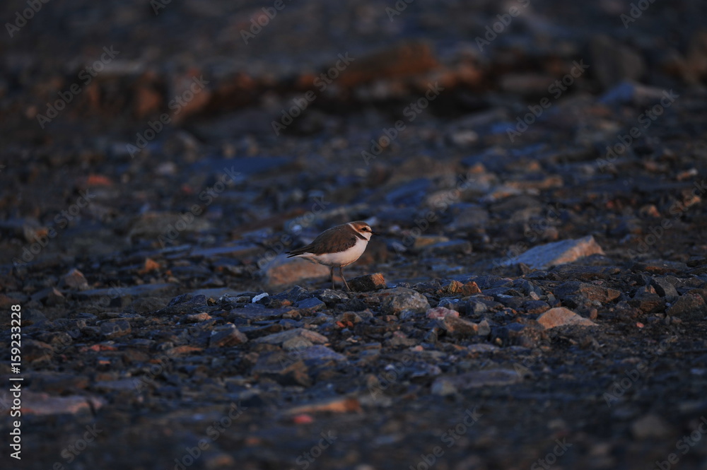 The sea bird