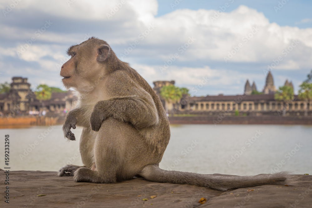 Monkey at the entrance of Angkor Wat, Cambodia