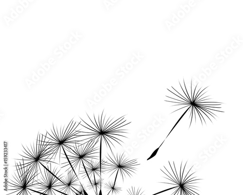 Silhouette of a dandelion