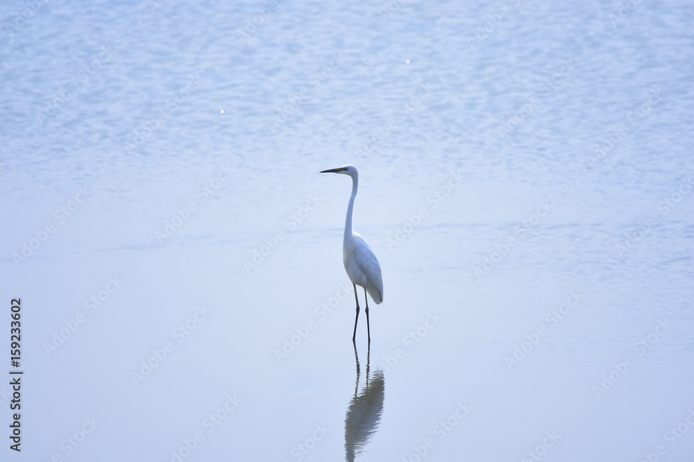 egrets egrets