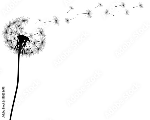 Silhouette of a dandelion