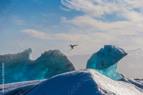 Seagulls above floating icebergs in Glacial Lagoon Jokullsarlon, South Iceland