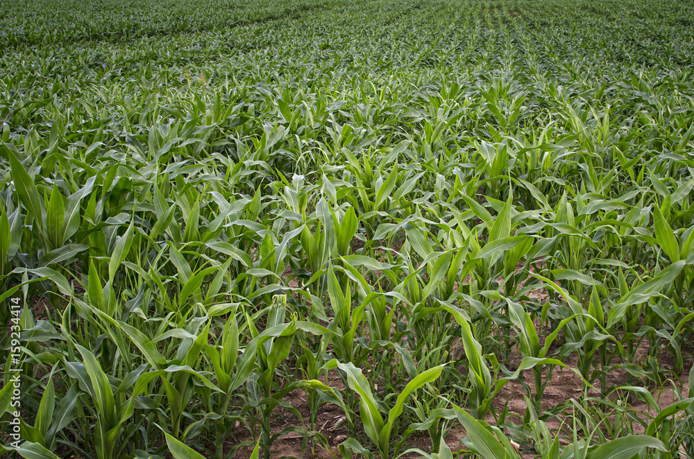 Green corn field Green corn field