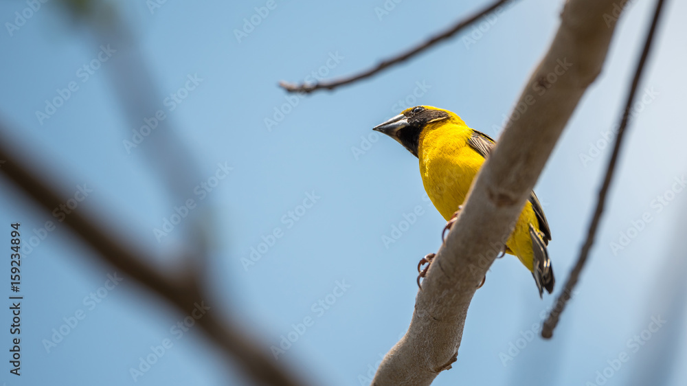 Bird (Asian golden weaver) on a tree Bird (Asian golden weaver) on a tree