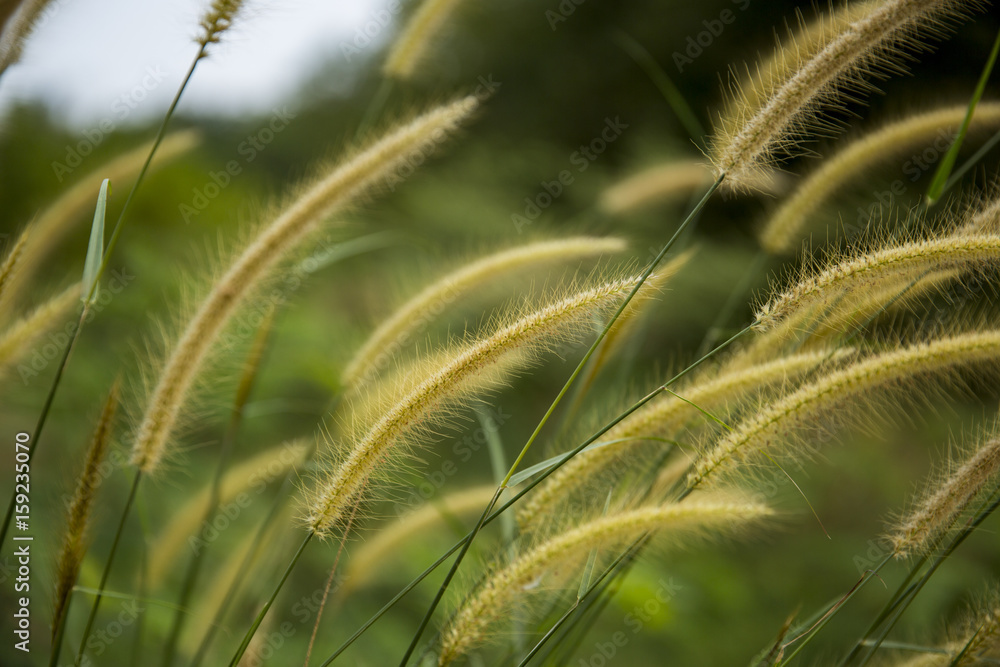 Detailed rye spike in the rye field. Agriculture concept