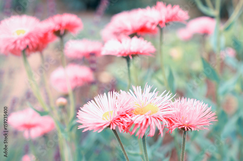 Aster flowers