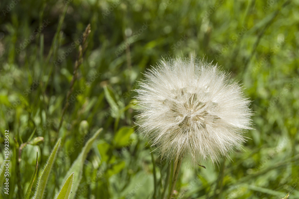 The most wonderful looking Devil Hair (Dandelion) Pictures of plants,
The most wonderful looking Devil Hair (Dandelion) Pictures of plants,