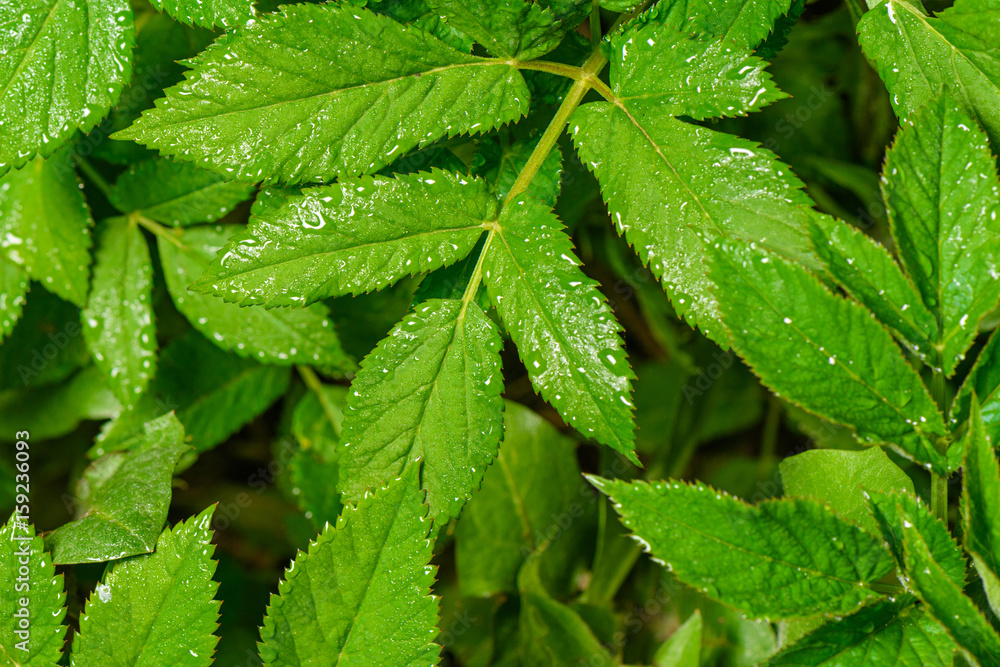 Big bright green leaves of wet after rain for the whole frame Big bright green leaves of wet after rain for the whole frame