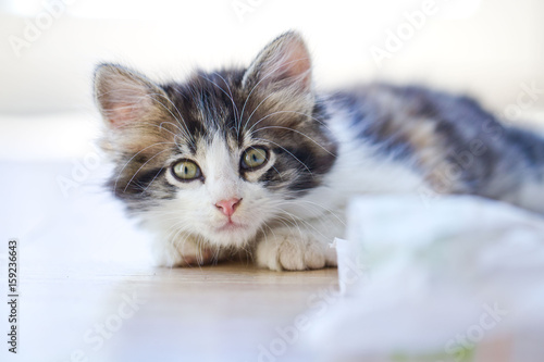 Kleine Katze - Jungtiere als Haustier photo