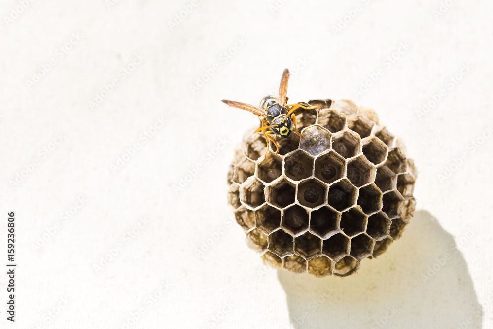 custom made wallpaper toronto digitalWespenplage: Wespen im Nest