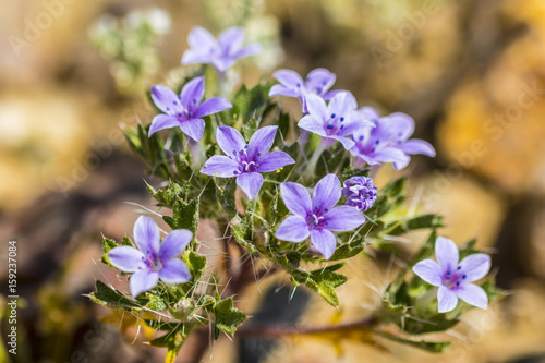 Purple Desert Flowers