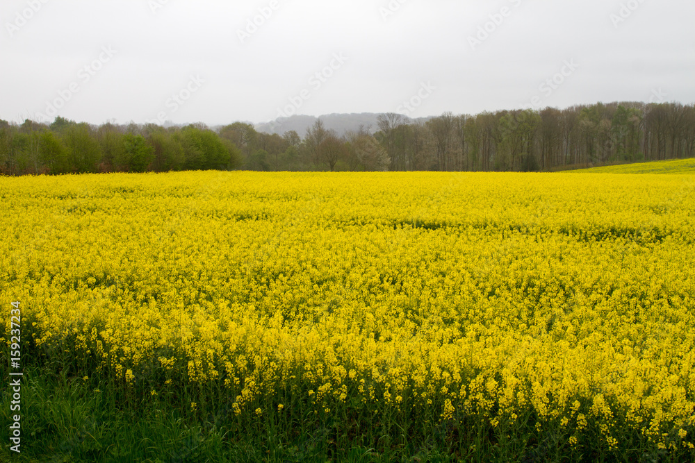 Bright-yellow fields of rapeseed (Brassica napus), also known as rape, oilseed rape, rapa, rappi, rapaseed (and, in the case of one particular group of cultivars, canola) in Normandy, France