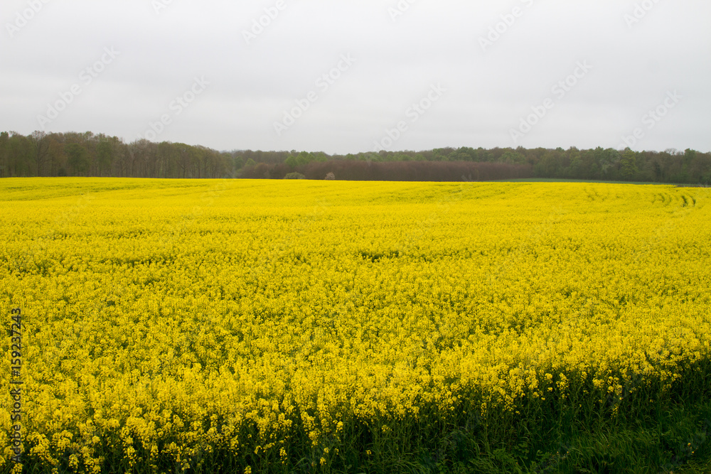 Bright-yellow fields of rapeseed (Brassica napus), also known as rape, oilseed rape, rapa, rappi, rapaseed (and, in the case of one particular group of cultivars, canola) in Normandy, France