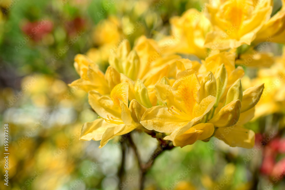 Fototapeta premium Yellow Rhododendron flowers