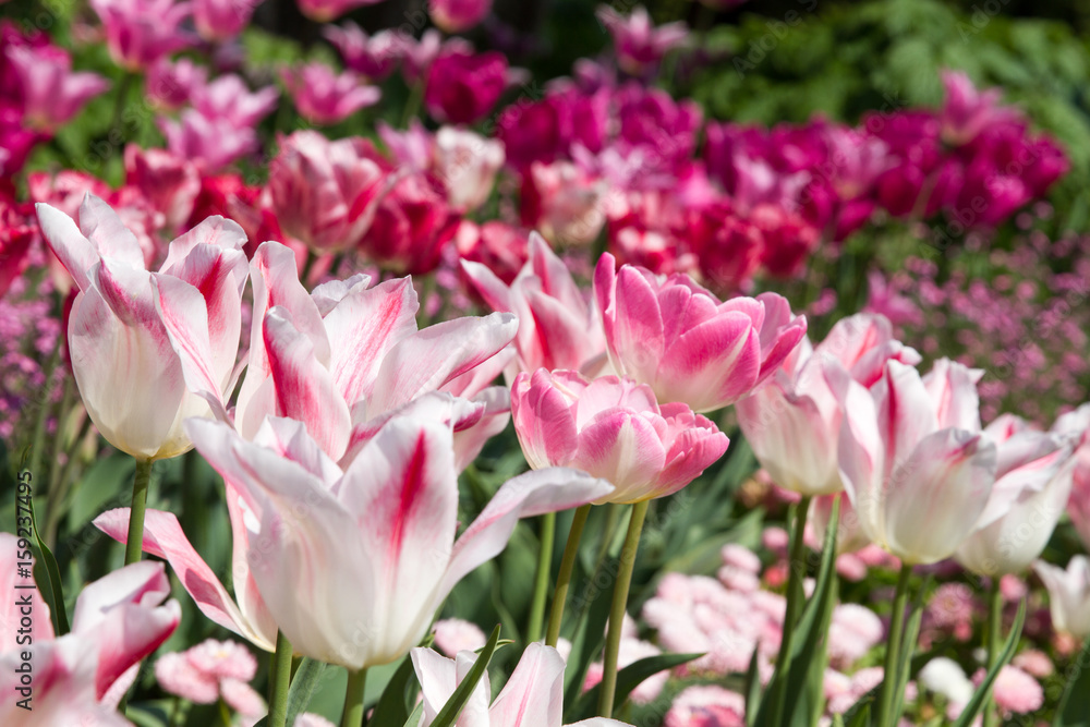 Close-up of pink and white tulips in spring in Normandy, France