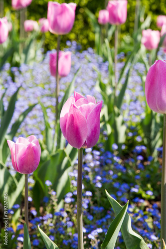 Fototapeta Naklejka Na Ścianę i Meble -  Close-up of pink and white tulips over blue  flowers field in spring in Normandy, France