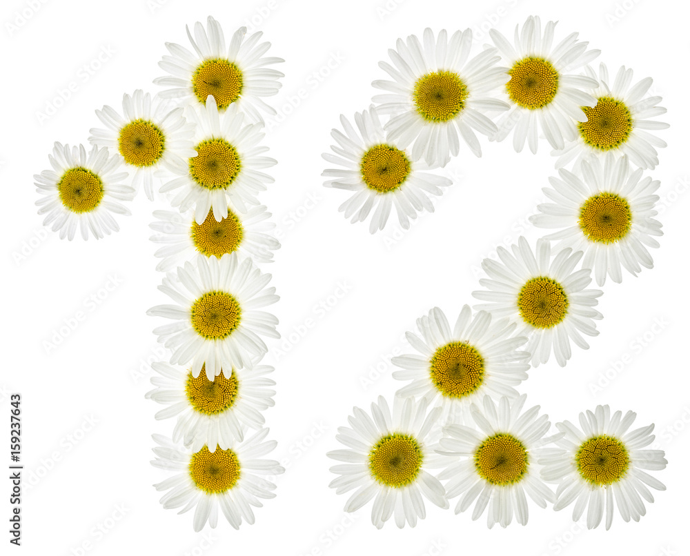 Arabic numeral 12, twelve, from white flowers of chamomile, isolated on white background Arabic numeral 12, twelve, from white flowers of chamomile, isolated on white background