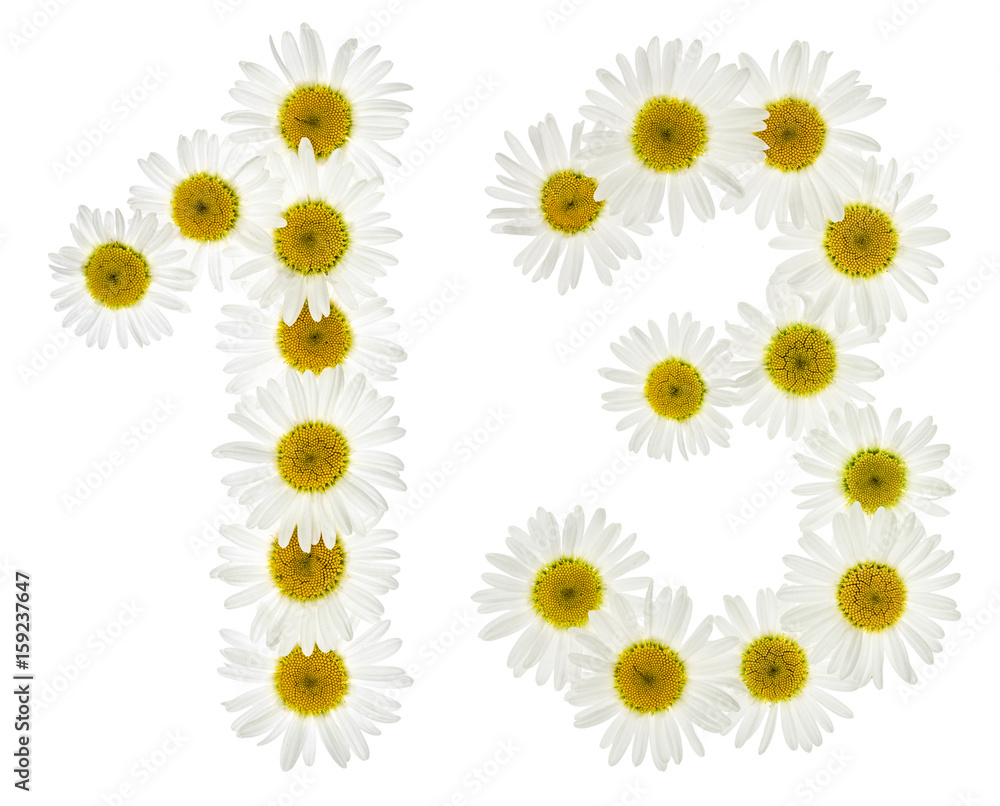 Arabic numeral 13, thirteen, from white flowers of chamomile, isolated on white background Arabic numeral 13, thirteen, from white flowers of chamomile, isolated on white background