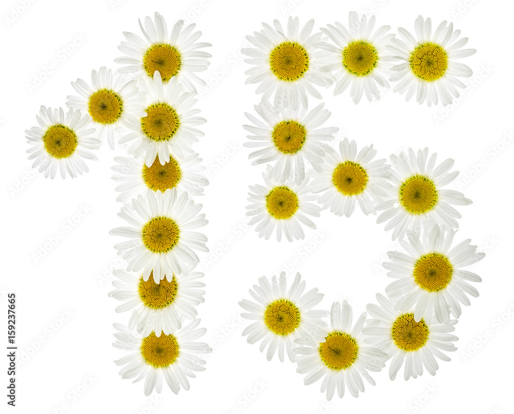 Arabic numeral 15, fifteen, from white flowers of chamomile, isolated on white background Arabic numeral 15, fifteen, from white flowers of chamomile, isolated on white background