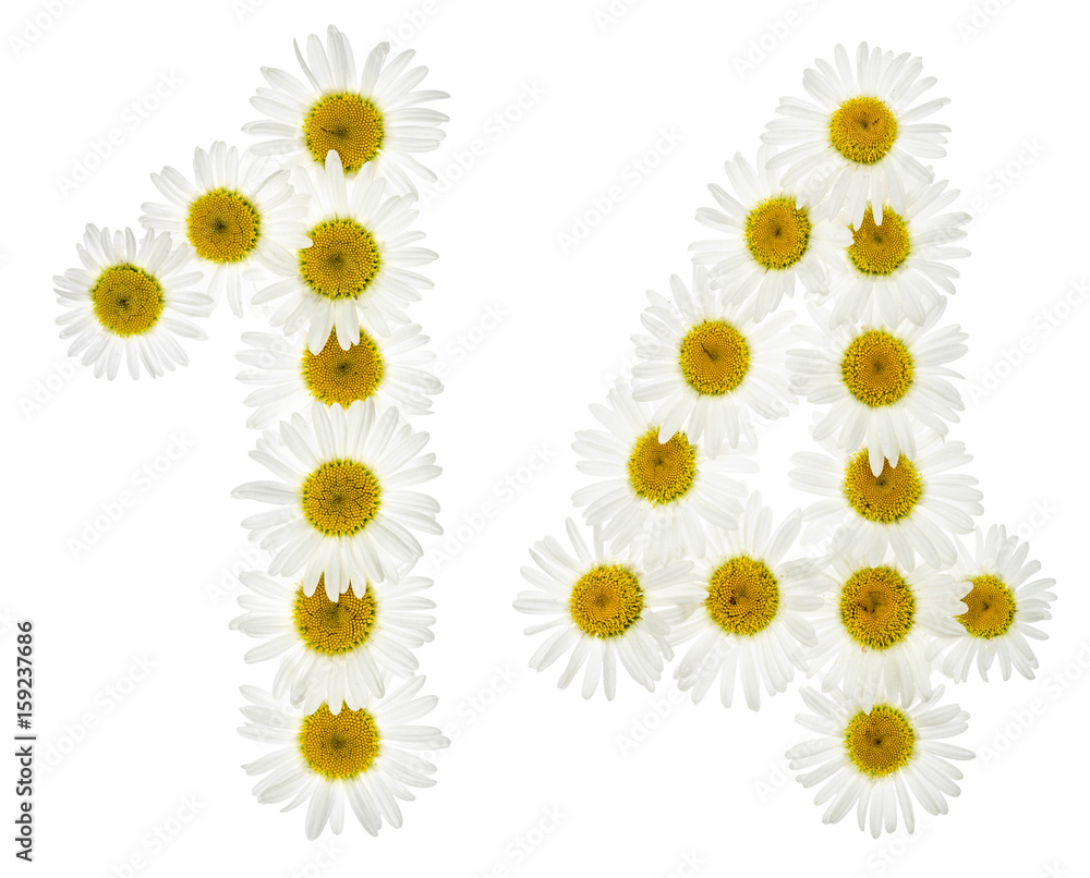 Arabic numeral 14, fourteen, from white flowers of chamomile, isolated on white background Arabic numeral 14, fourteen, from white flowers of chamomile, isolated on white background