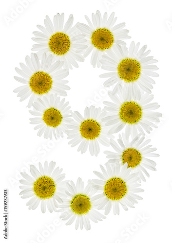 Arabic numeral 9, nine, from white flowers of chamomile, isolated on white background