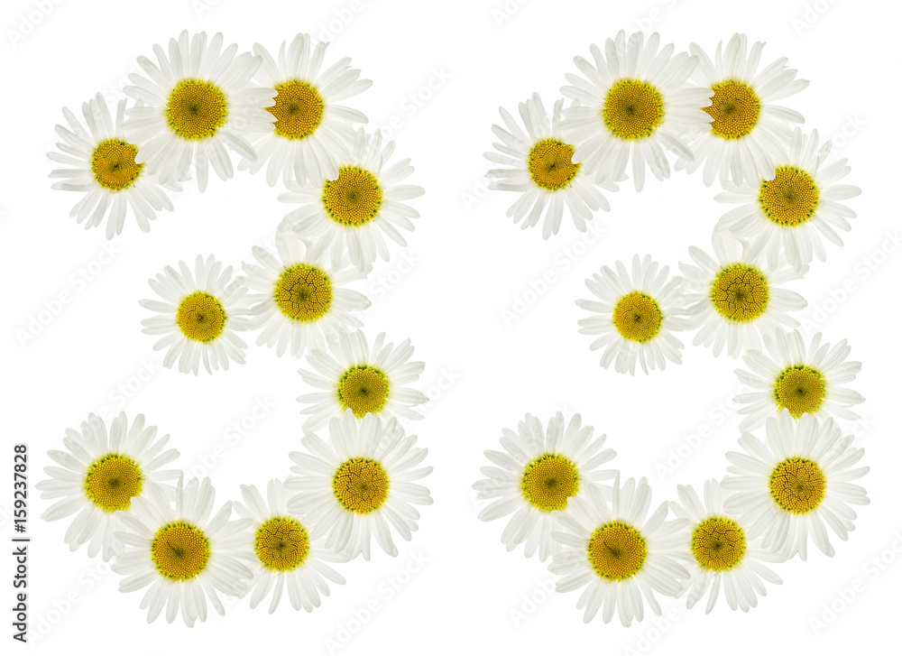 Arabic numeral 33, thirty three, from white flowers of chamomile, isolated on white background Arabic numeral 33, thirty three, from white flowers of chamomile, isolated on white background
