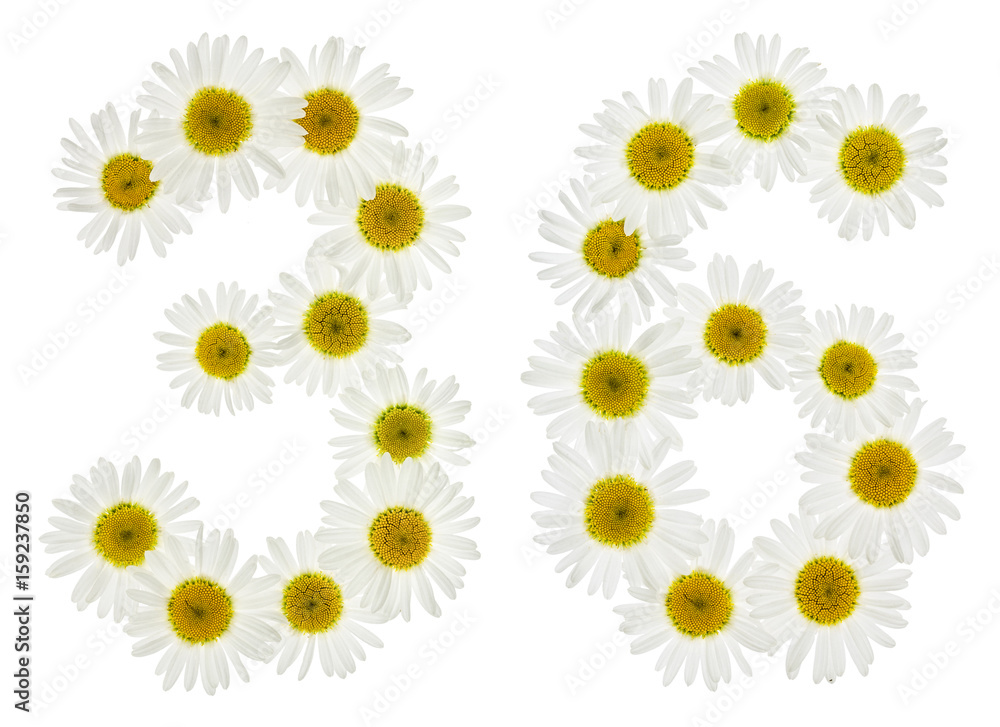 Arabic numeral 36, thirty six, from white flowers of chamomile, isolated on white background Arabic numeral 36, thirty six, from white flowers of chamomile, isolated on white background