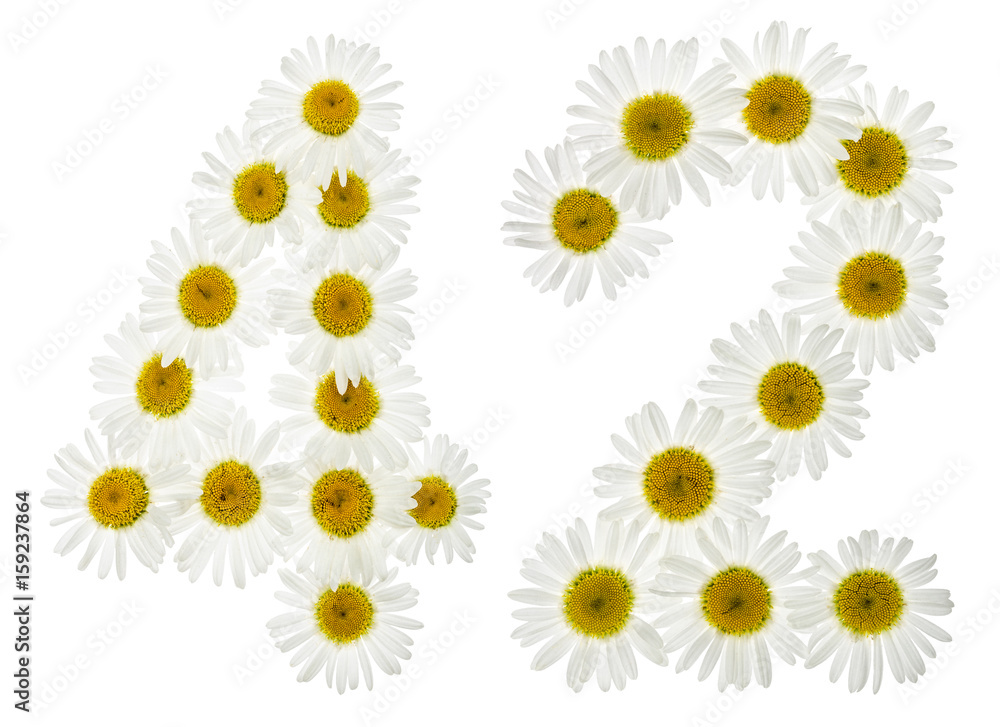 Arabic numeral 42, forty two, from white flowers of chamomile, isolated on white background Arabic numeral 42, forty two, from white flowers of chamomile, isolated on white background